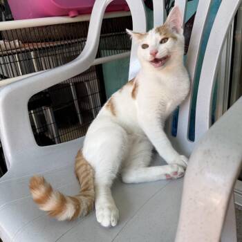 Papaya -  Tabby Cat for Adoption in Newport Beach, California - Papaya | PetCurious