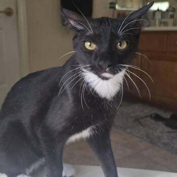 Ivy -  Domestic Short Hair Cat for Adoption in Las Vegas, Nevada - Ivy | PetCurious