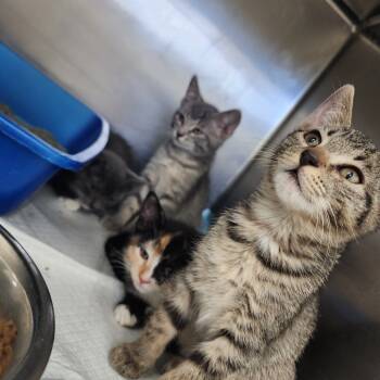 Rescue Domestic Short Hair Cats for Adoption in Auburn, Alabama - Rosa | PetCurious