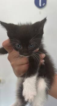 Rescue Domestic Short Hair Cats for Adoption in Labelle, Florida - Coachie | PetCurious