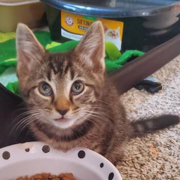 Ninja -  Domestic Short Hair Cat for Adoption in York, Pennsylvania - Ninja | PetCurious