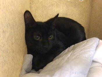 SIX -  Domestic Short Hair Cat for Adoption in Riverside, California - SIX | PetCurious