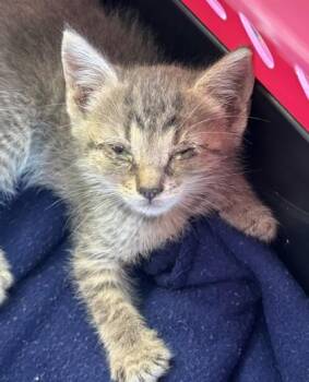 Shiloh -  Domestic Short Hair Cat for Adoption in West Memphis, Arkansas - Shiloh | PetCurious