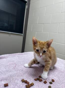 Nugget -  Domestic Short Hair Cat for Adoption in Westland, Michigan - Nugget | PetCurious