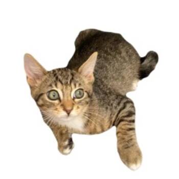 -Apache -  Tabby and Domestic Short Hair Cat for Adoption in Red Bluff, California - -Apache | PetCurious
