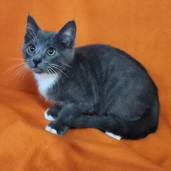 Rescue Domestic Short Hair Cats for Adoption in Coos Bay, Oregon - Comet | PetCurious