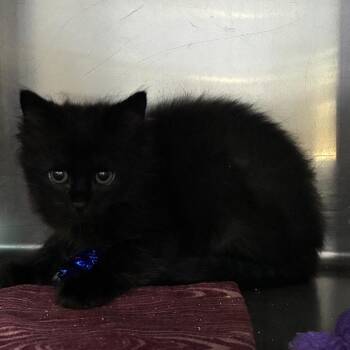 Lou -  Domestic Medium Hair Cat for Adoption in Windsor, Virginia - Lou | PetCurious