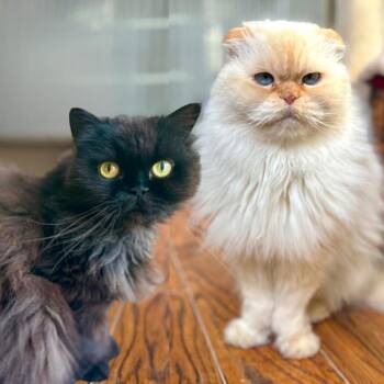 Rajah and Chocolate -  Himalayan and Scottish Fold Cat for Adoption in Guelph, Ontario - Rajah And Chocolate | PetCurious