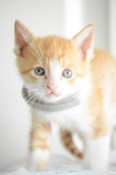 Chris Kirkpatrick -  Domestic Short Hair Cat for Adoption in Fruit Heights, Utah - Chris Kirkpatrick | PetCurious