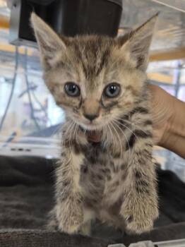 61072428 -  Domestic Short Hair Cat Available for Adoption in El Paso, Texas - 61072428 | PetCurious