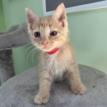 Big Ben -  Domestic Short Hair Cat for Adoption in Lemoyne, Pennsylvania - Big Ben | PetCurious