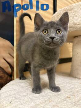 Domestic Short Hair Cats Available for Adoption in Yardley, Pennsylvania - Apollo | PetCurious