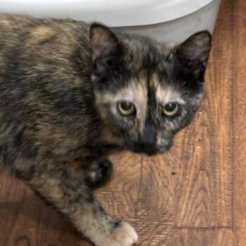 Tortieanne -  Domestic Short Hair Cat Available for Adoption in Beaufort, South Carolina - Tortieanne | PetCurious