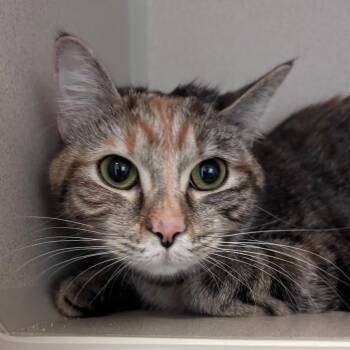 Princesa -  Domestic Medium Hair Cat for Adoption in Providence, Rhode Island - Princesa | PetCurious