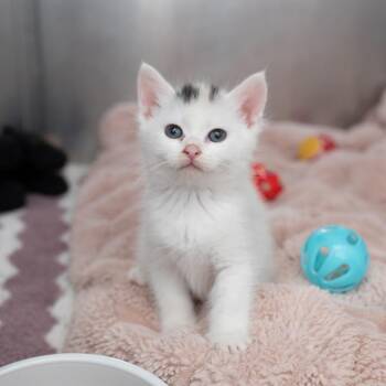 Frosted Flakes -  Domestic Short Hair Cat Available for Adoption in Los Angeles, California - Frosted Flakes | PetCurious