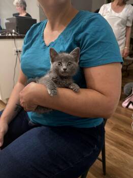 Koa (Available for pre-adoption) -  Russian Blue Cat Available for Adoption in Camden, South Carolina - Koa (Available For Pre-adoption) | PetCurious