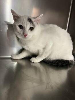 Domestic Short Hair Cats Available for Adoption in Thousand Palms, California - A1916374 | PetCurious