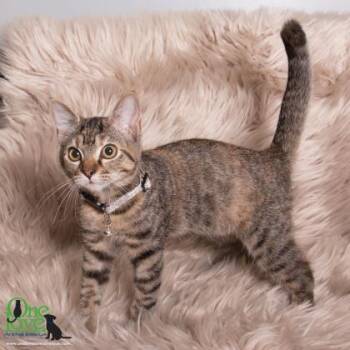 Domestic Short Hair Cats Available for Adoption in Wilmington Island, Georgia - Nanta | PetCurious