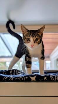 Daria -  Torbie Cat for Adoption in Burnaby, British Columbia - Daria | PetCurious
