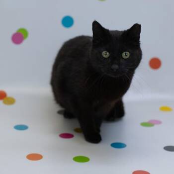 Domestic Short Hair Cats Available for Adoption in East St. Louis, Illinois - McFlurry-C | PetCurious