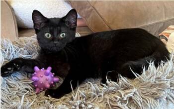 Max Meow (bonded w/ Frumpkin) -  Domestic Short Hair Cat for Adoption in San Jose, California - Max Meow (bonded W/ Frumpkin) | PetCurious