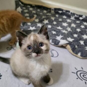 Turnip-must be adopted with a sibling -  Siamese Cat for Adoption in Beaverton, Oregon - Turnip-must Be Adopted With A Sibling | PetCurious