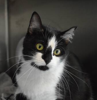 Domestic Short Hair Cats Available for Adoption - Maude III | PetCurious