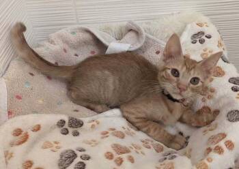 Manon -  Domestic Short Hair Cat for Adoption in Tucson, Arizona - Manon | PetCurious