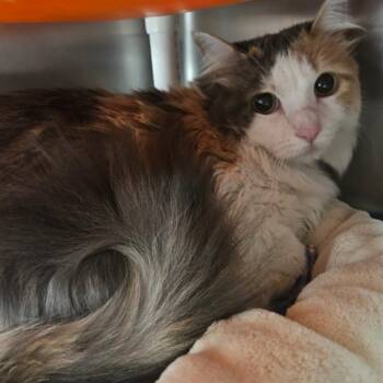 Rae -  Domestic Medium Hair Cat for Adoption in Salt Lake City, Utah - Rae | PetCurious