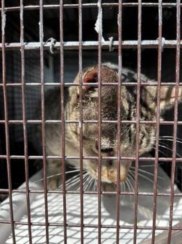 STAR -  Domestic Long Hair Cat for Adoption in Doral, Florida - STAR | PetCurious