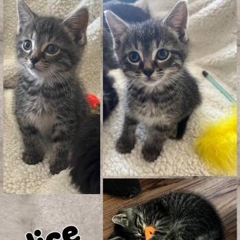 Rescue Domestic Medium Hair Cats for Adoption in Washington, Pennsylvania - Alice | PetCurious