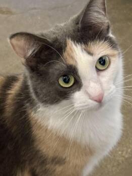 Rescue Calico Cats for Adoption in Shenandoah, Iowa - Luna | PetCurious