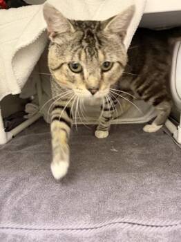 BINDER -  Domestic Short Hair Cat for Adoption in Omaha, Nebraska - BINDER | PetCurious