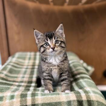 Domestic Short Hair Cats Available for Adoption in Fargo, North Dakota - Nell | PetCurious