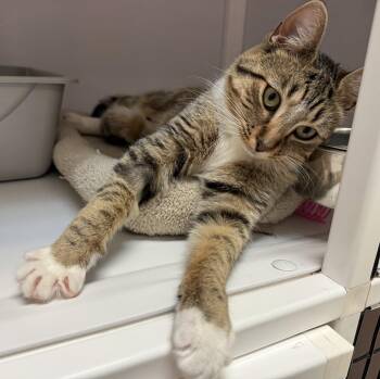 Domestic Short Hair Cats Available for Adoption in Alexandria, Virginia - Tippi | PetCurious
