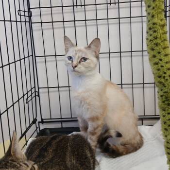 Serena -  Domestic Short Hair and Siamese Cat for Adoption in Duluth, Georgia - Serena | PetCurious