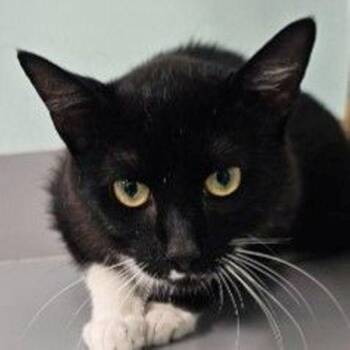 Peter Pan -  Domestic Short Hair Cat for Adoption in Concord, New Hampshire - Peter Pan | PetCurious