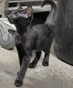 Onyx -  Domestic Short Hair Cat for Adoption in Henderson, North Carolina - Onyx | PetCurious