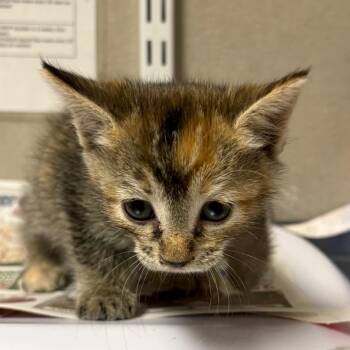 Drywall -  Domestic Short Hair Cat for Adoption in Yuma, Arizona - Drywall | PetCurious