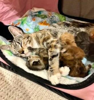 Opal -  Domestic Short Hair Cat for Adoption in Hull, Massachusetts - Opal | PetCurious
