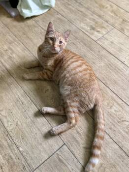 Rescue Domestic Short Hair Cats for Adoption in Scottsburg, Indiana - HUNNY | PetCurious