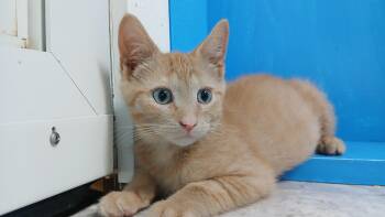 Jude -  Domestic Short Hair Cat for Adoption in Cullowhee, North Carolina - Jude | PetCurious