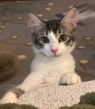 Percy -  Domestic Short Hair Cat for Adoption in Fort Worth, Texas - Percy | PetCurious