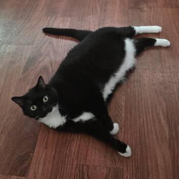 Pwincess -  Tuxedo Cat for Adoption in Blacksburg, Virginia - Pwincess | PetCurious