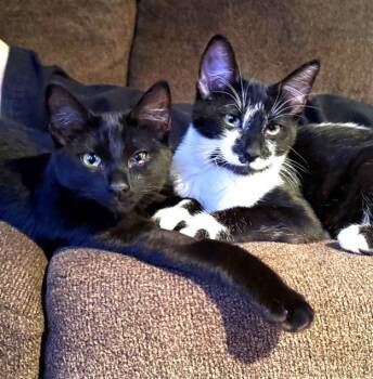 Jynx and Jasmine -  Domestic Short Hair Cat for Adoption in Anchorage, Alaska - Jynx And Jasmine | PetCurious