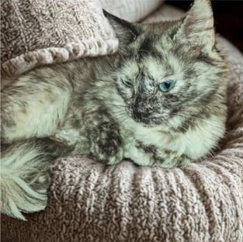 Siamese Cats Available for Adoption in Warr Acres, Oklahoma - Jax | PetCurious
