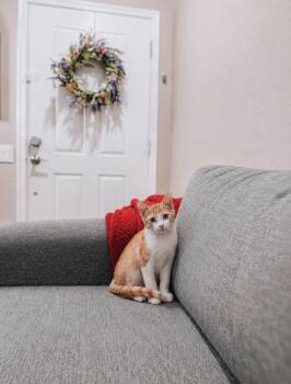 Meeny -  Tabby Cat for Adoption in Goodyear, Arizona - Meeny | PetCurious