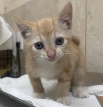 Peter Cotton Tail -  Domestic Short Hair Cat for Adoption in Honolulu, Hawaii - Peter Cotton Tail | PetCurious