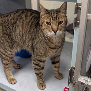 Domestic Short Hair Cats Available for Adoption - Dude | PetCurious