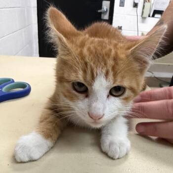 Domestic Short Hair Cats Available for Adoption in Ardmore, Oklahoma - Huckleberry | PetCurious
